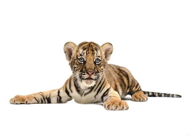 istock baby bengal tiger 465651873