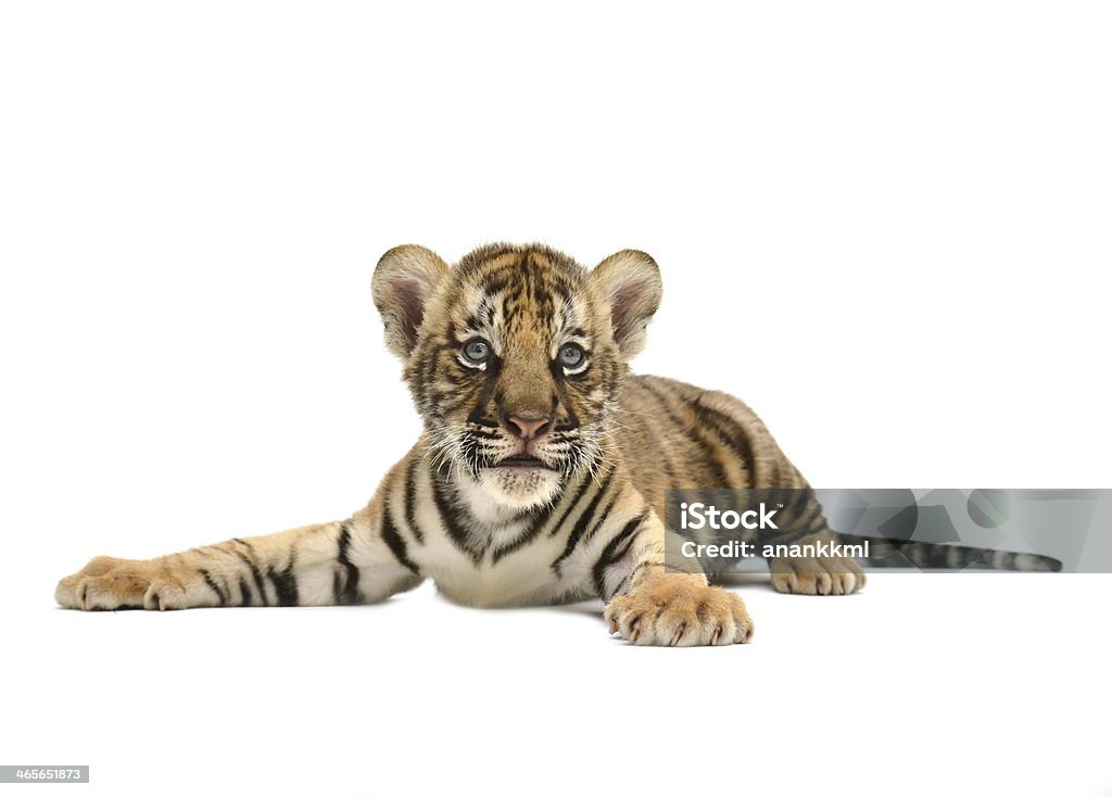 baby bengal tiger baby bengal tiger isolated on white background Tiger Stock Photo