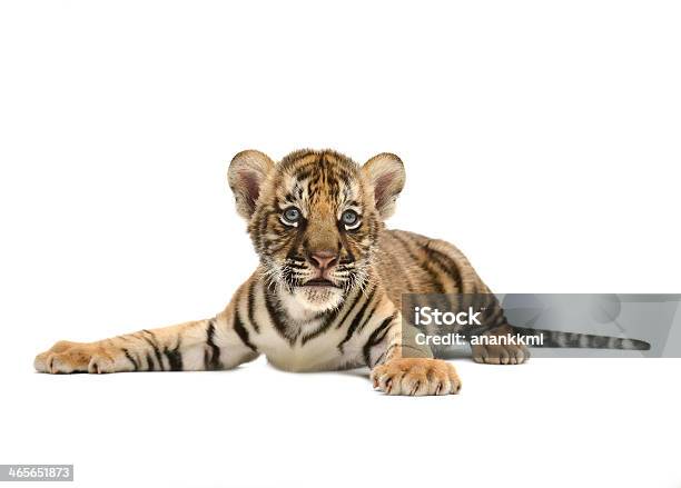 Baby Bengal Tiger Stock Photo - Download Image Now - Tiger, Cut Out, Cub