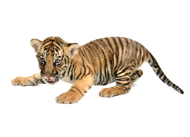 istock baby bengal tiger 465651881