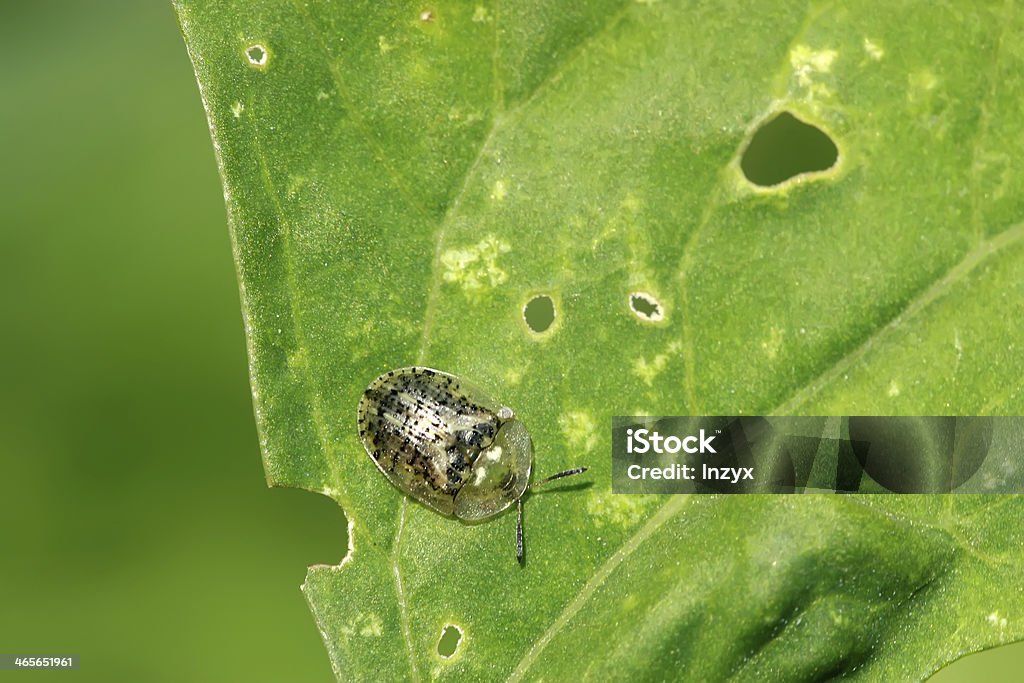 cassida nebula a kind of funny insects in coleoptera Agricultural Field Stock Photo