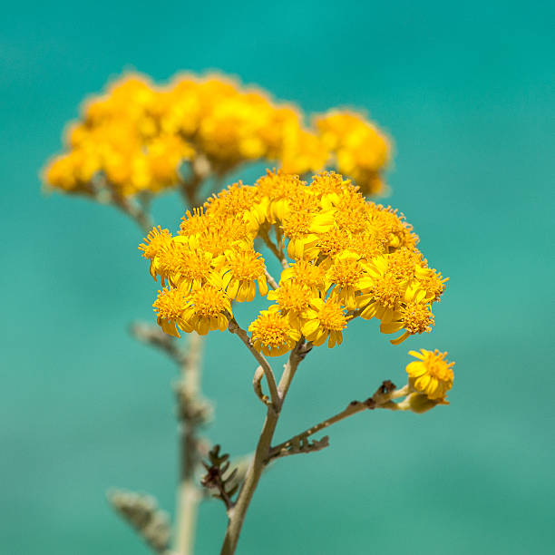 beatifull flower against blu sky a flower in favignana..against a blu sky beatifull stock pictures, royalty-free photos & images