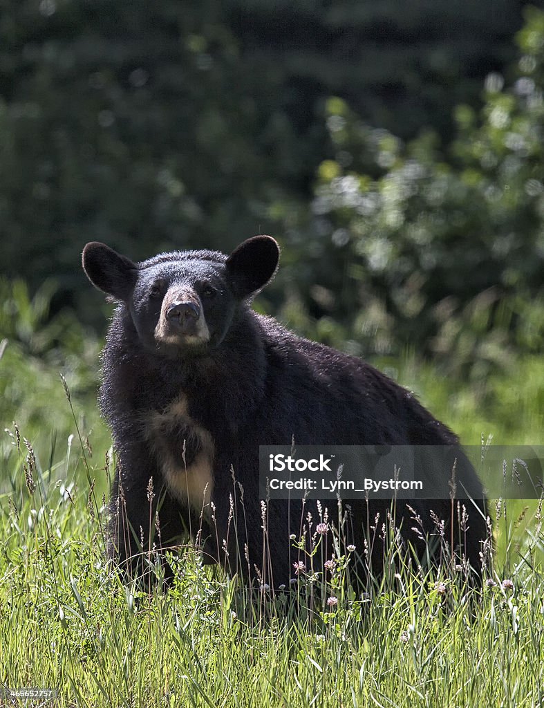 Black Bear Sow - Foto stock royalty-free di Manitoba