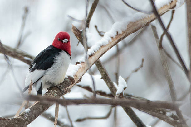 istock Red Headed Woodpecker in the Snow 465653060