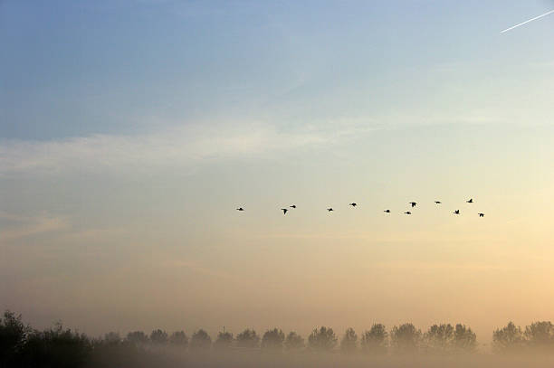 istock Goose at sunset in the morning dew 465653204