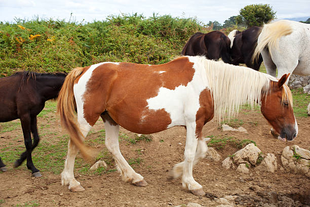 istock Herd of horses grazing 465653209
