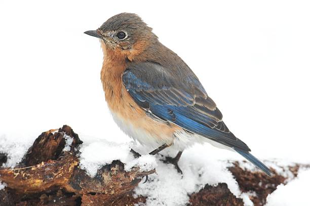 istock Female Eastern Bluebird in Snow 465653304