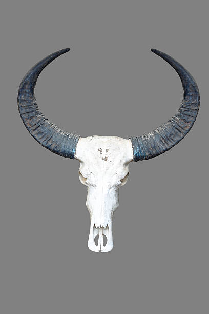 istock Buffalo skull with horn on gray background 465654309