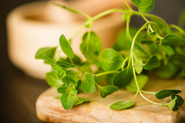 istock Fresh Organic Oregano in Natural Light 465654787