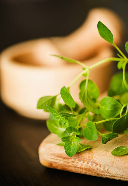 istock Fresh Organic Oregano in Natural Light 465654801