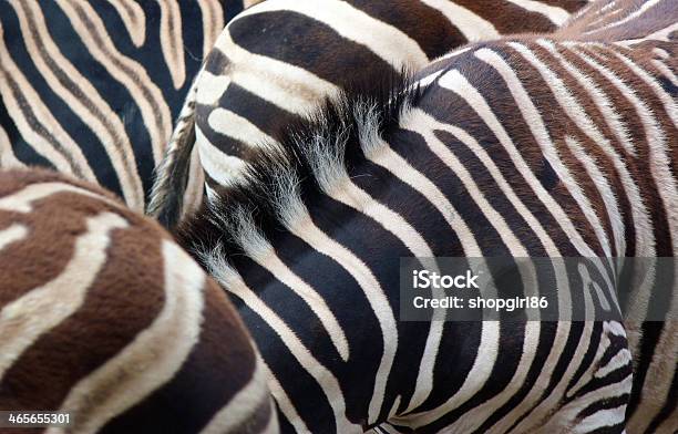 Zebra Mieszanie - zdjęcia stockowe i więcej obrazów Bez ludzi - Bez ludzi, Dzikie zwierzęta, Fotografika