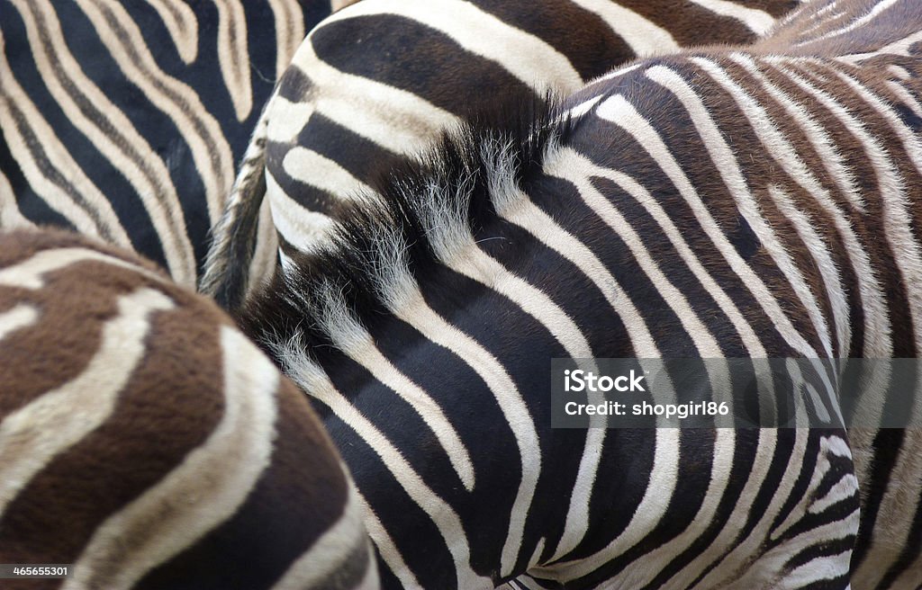 Zebra mixup - Royalty-free Animal Foto de stock