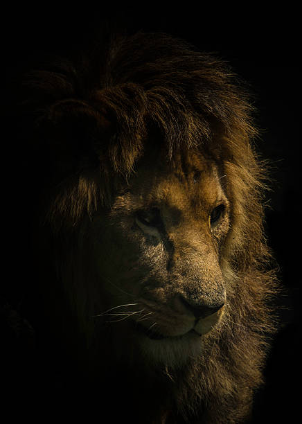 Lion Lion on a black background animal lips photos stock pictures, royalty-free photos & images