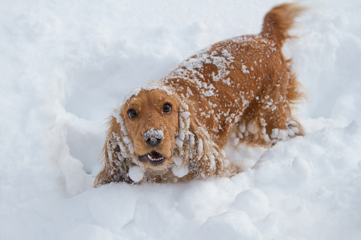 Cocker Spaniel playing in the mountains in deep snow