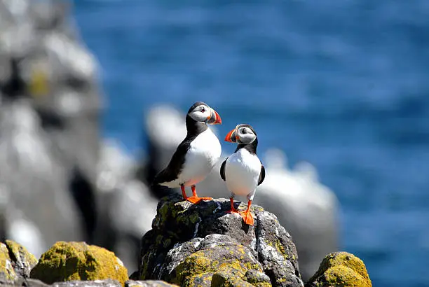 Atlantic Puffin couple on Isle of May, Scotland