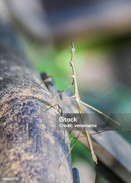 Foto de Bichopau e mais fotos de stock de América do Sul - América do Sul, Animal, As Américas