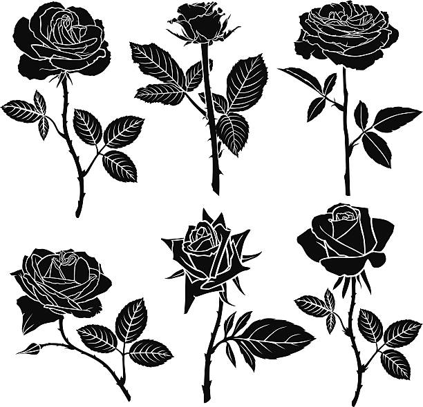illustrations, cliparts, dessins animés et icônes de ensemble de silhouette de roses - rose single flower flower stem