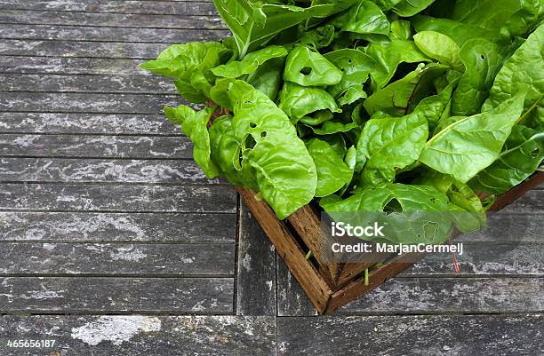 Holzkiste Bioanbau Rainbow Mangold Stockfoto und mehr Bilder von Blatt - Pflanzenbestandteile - Blatt - Pflanzenbestandteile, Eigen-Anbau, Ernten