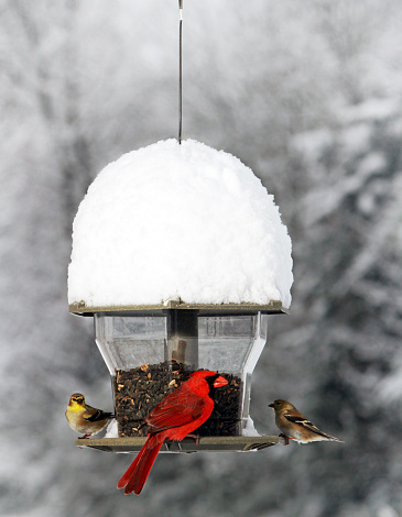 Two gold finch and a cardinal feeded after a heavy snow in N Alabama.