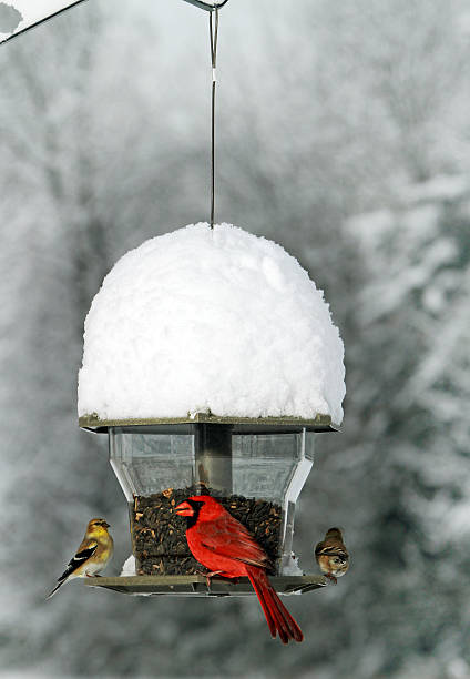 istock Cardinal and Gold Finch 465658642