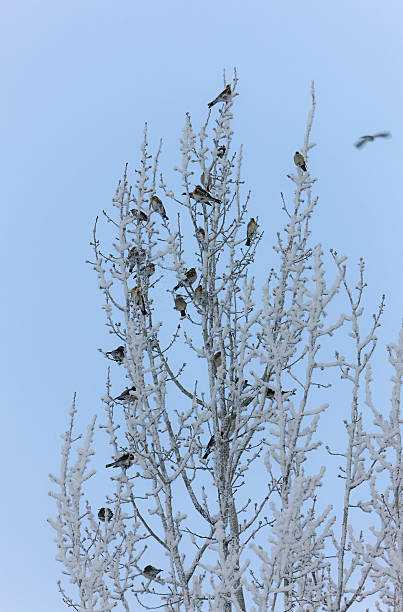 istock winter flock of birds 465658948