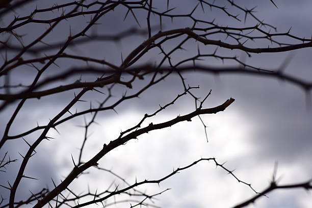 istock Thorn Bush Silhouetted against Cloudy Sky 465659168