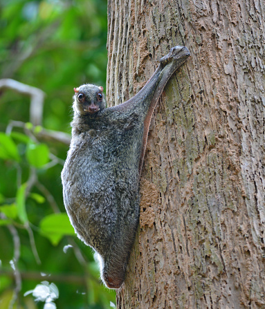 Flying Lemur (Galeopterus variegatus) clings to a tree and rests during the day (nocturnal animal), in Mu Ko Surin National Park, Thailand