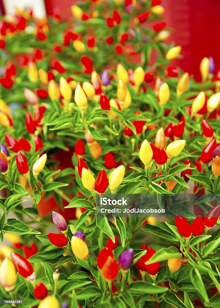 Pimenta plantas ornamentais - Royalty-free Ao Ar Livre Foto de stock