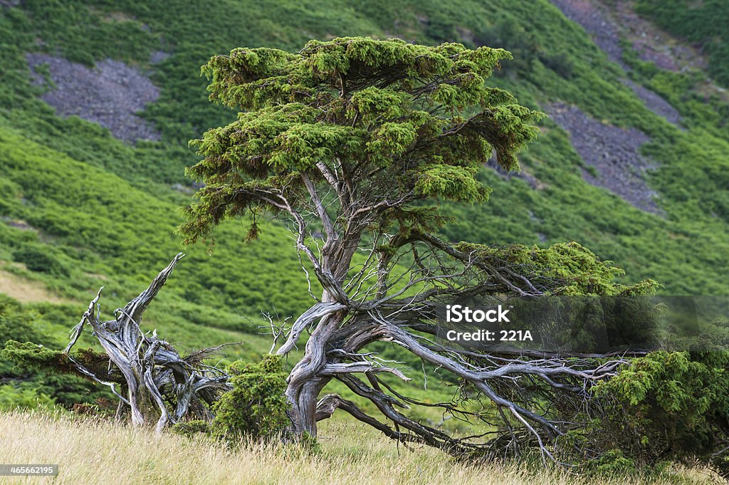영어 레이브 관구: juniper 나무, 해질녘까지 - 로열티 프리 노간주나무 스톡 사진