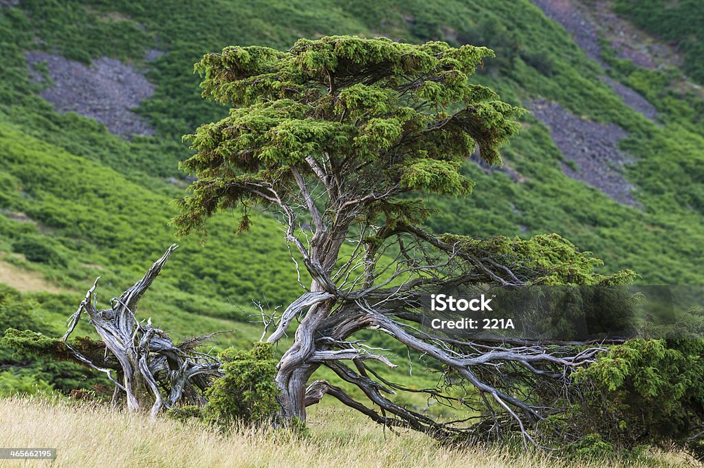 Lake District: Árvores de zimbro, o pôr-do-sol - Foto de stock de Árvore de Junípero royalty-free