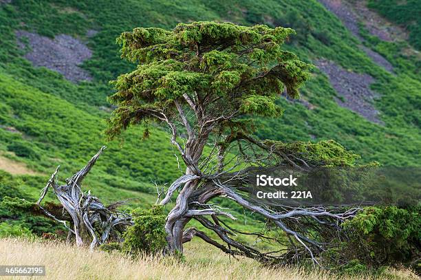 Região Dos Lagos Inglesa Árvores De Junípero Pôrdosol - Fotografias de stock e mais imagens de Junípero