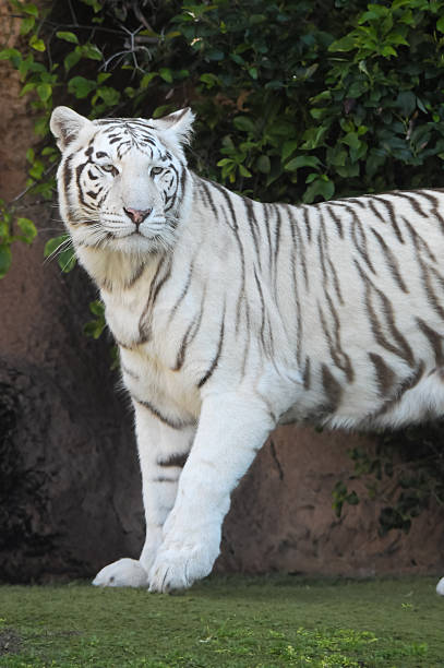 istock Black and White Striped Tiger 465662657