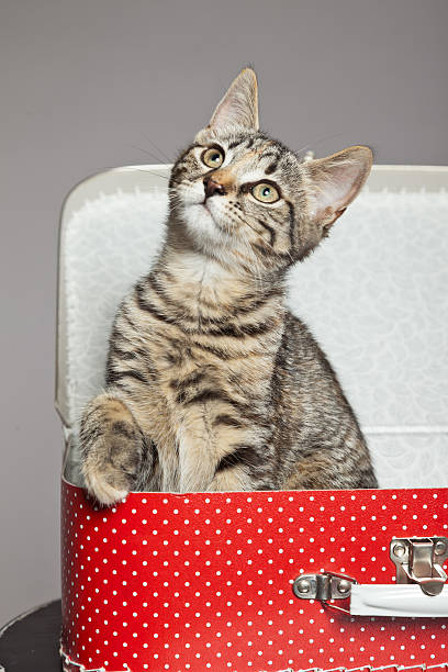 istock Curious playful funny tabby kitten in red little suitcase. 465662875