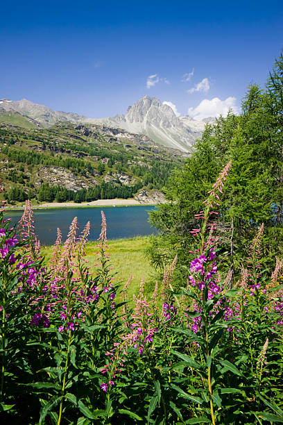 marcher autour du lac sils (suisse) - st moritz summer engadine engadin valley photos et images de collection