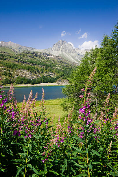 散策セリュ湖（スイス） - silvaplanersee ストックフォトと画像