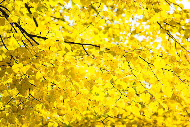 Beautiful Colorful Autumn Leaves