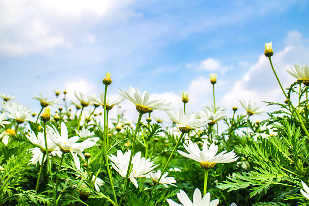 istock Field of Daisy Flowers 465663160