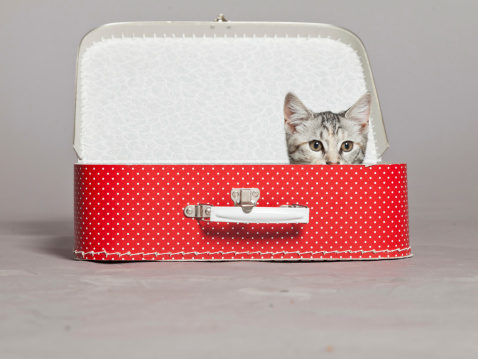Curious playful funny tabby kitten in red little suitcase. Studio shot against grey.