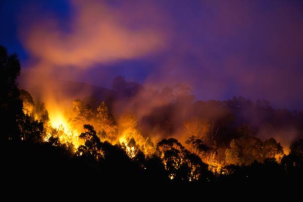 Bushfire at night stock photo