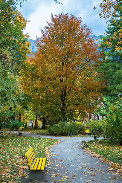 istock Beautiful Colorful Autumn Leaves 465663843