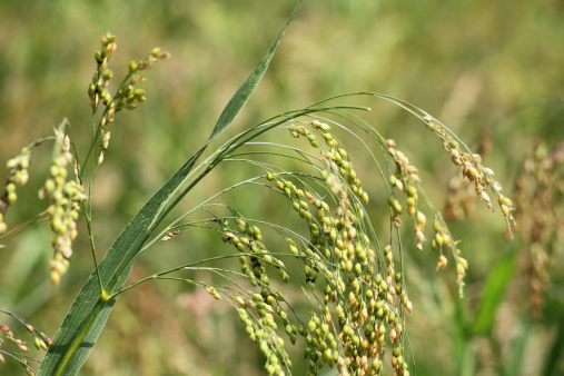 Close up of Proso Millet stalk with grains. Millet is used as food, fodder and for producing alcoholic beverages. India is largest producer of millet in the world.