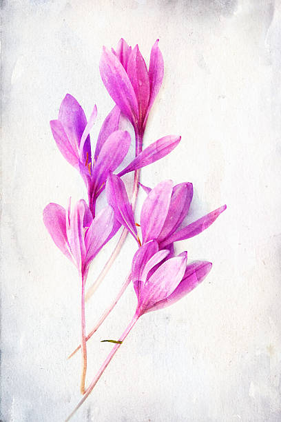 akvarel colchicum (podzimní šafrán) - ocún-jesenní stock ilustrace