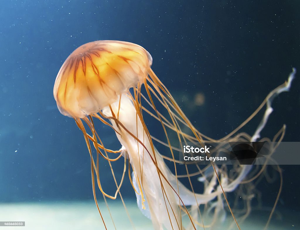 Jellyfish Animal Stock Photo