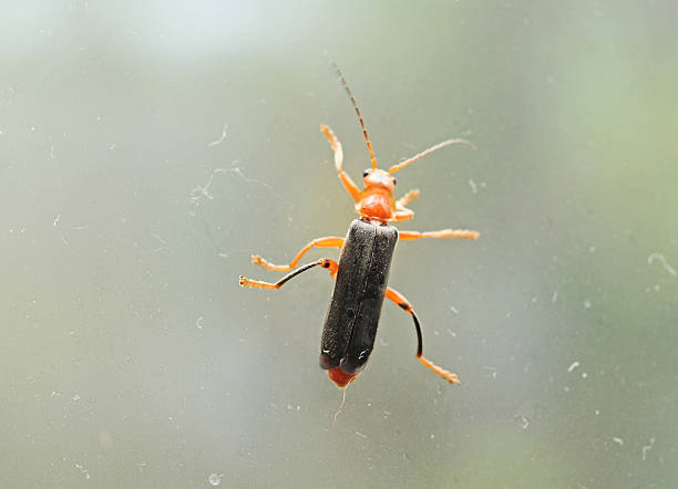 istock Diurnal firefly on top of window 465665515