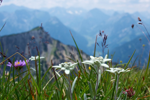 Mountain flowers in the Alps