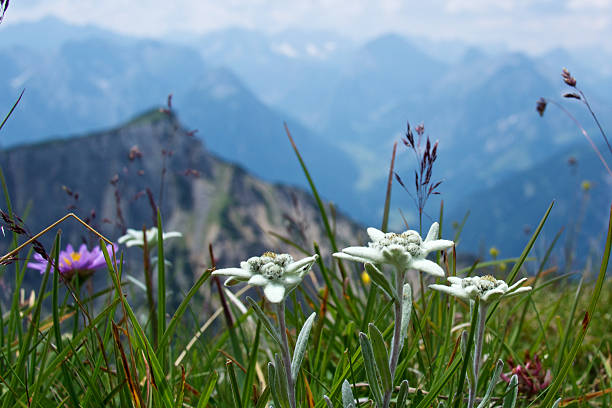 Edelweiss in the mountains stock photo