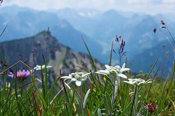 Mountain flowers in the Alps