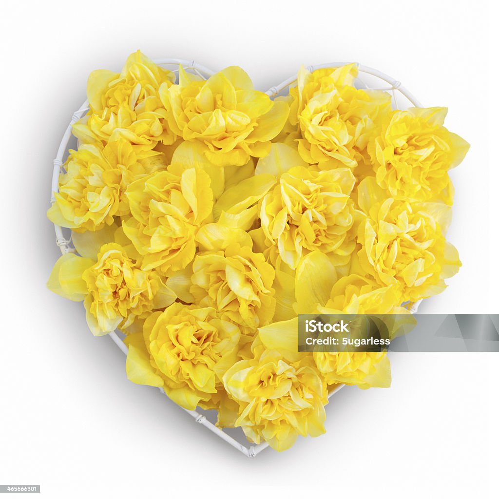 Heart of flowers Heart of daffodils isolated Daffodil Stock Photo