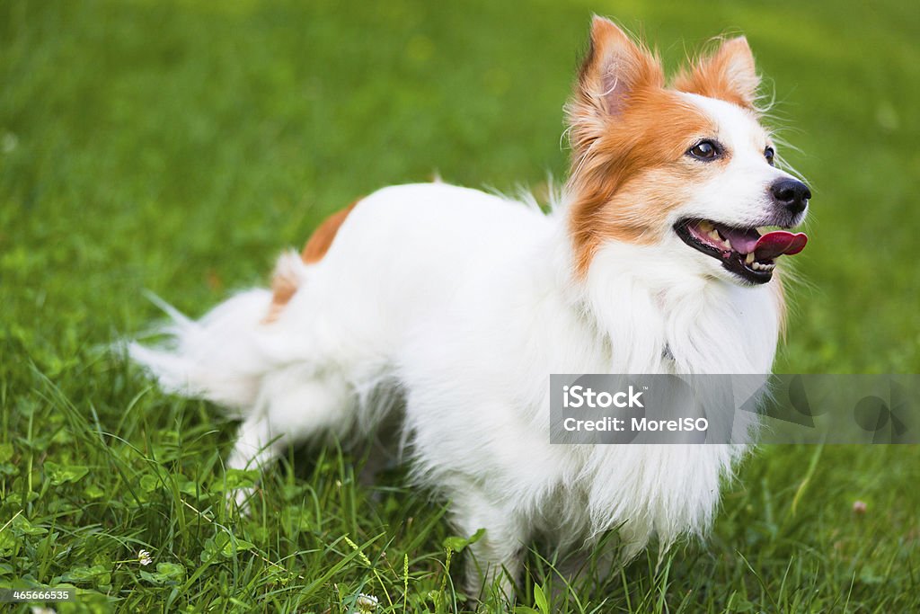 Engraçado Cão na relva - Royalty-free Animal Foto de stock