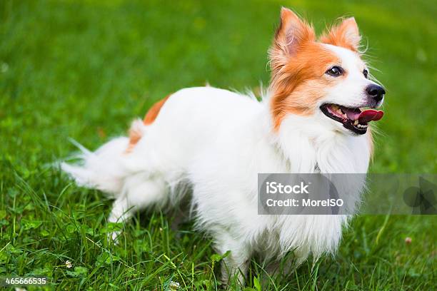 Engraçado Cão Na Relva - Fotografias de stock e mais imagens de Animal - Animal, Animal de Estimação, Ao Ar Livre